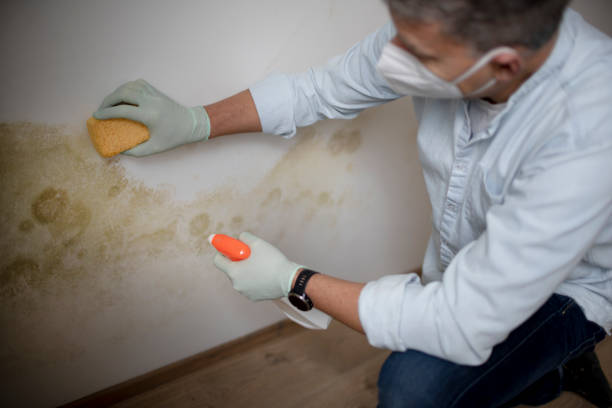 Best Attic Mold Removal  in Roland, IA