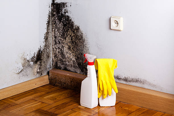 Best Local Mold Removal Service  in Roland, IA