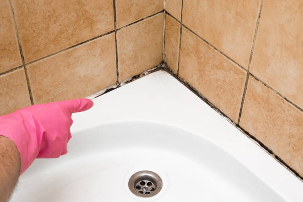 Best Commercial Mold Removal  in Roland, IA
