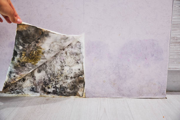 Best Office Mold Removal Services  in Roland, IA